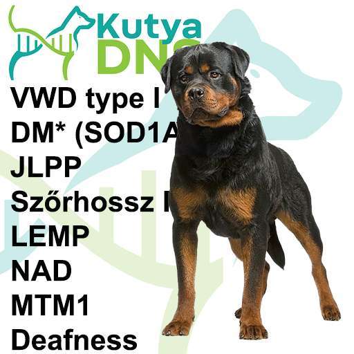 Kombinált - Rottweiler
