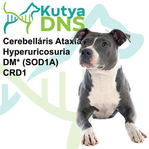 Kombinált - Amerikai Staffordshire Terrier