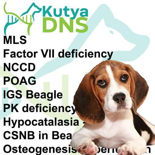 Kombinált - Beagle (Lafora opció)