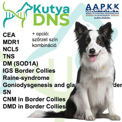 Kombinált - Border Collie