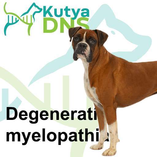 DM* (SOD1A) - Boxer