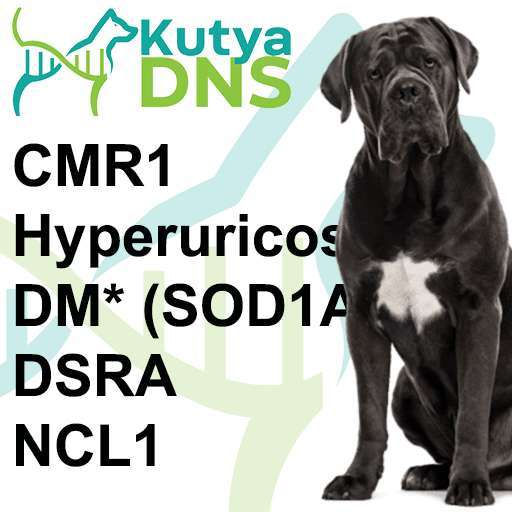 Kombinált - Cane Corso