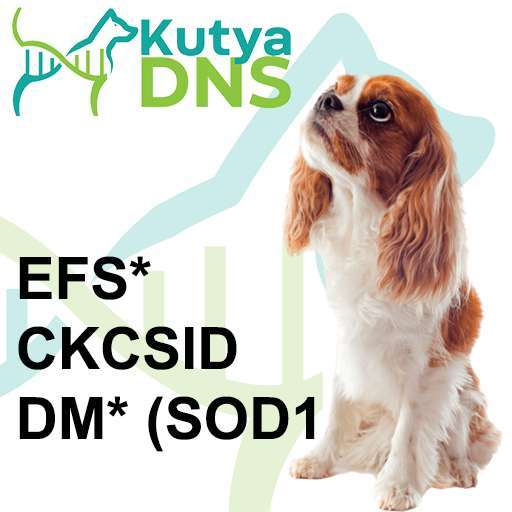 Kombinált 1 - Cavalier King Charles spániel