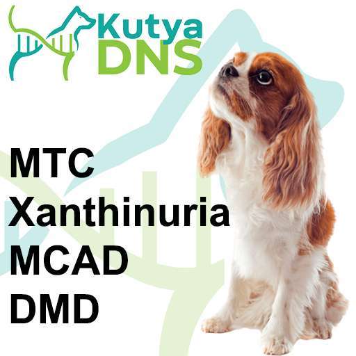 Kombinált 2 - Cavalier King Charles spániel