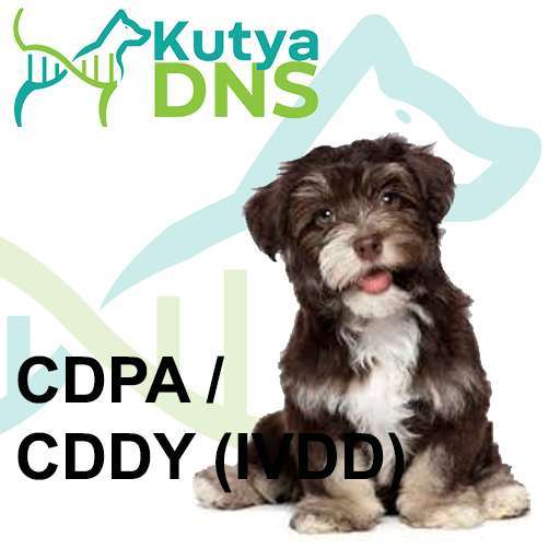 CDPA / CDDY (IVDD) - Havanese (Bichon Havanais)