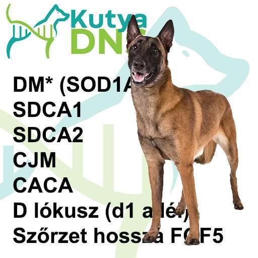Kombinált - Belga juhász (Malinois)