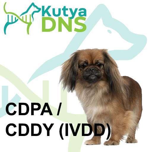 CDPA / CDDY (IVDD) - Pekingi palotakutya