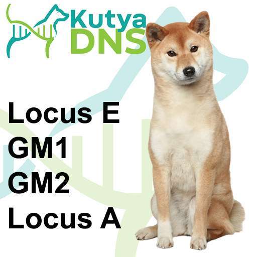 Kombinált - Shiba Inu