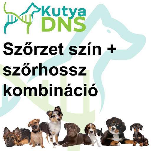 Szőrzet színe + szőrhossz kombináció