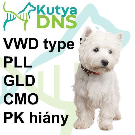 Kombinált - West Highland White Terrier