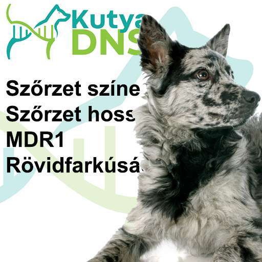 Kombinált - Mudi