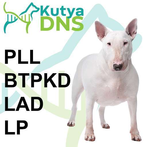 Kombinált - Bullterrier