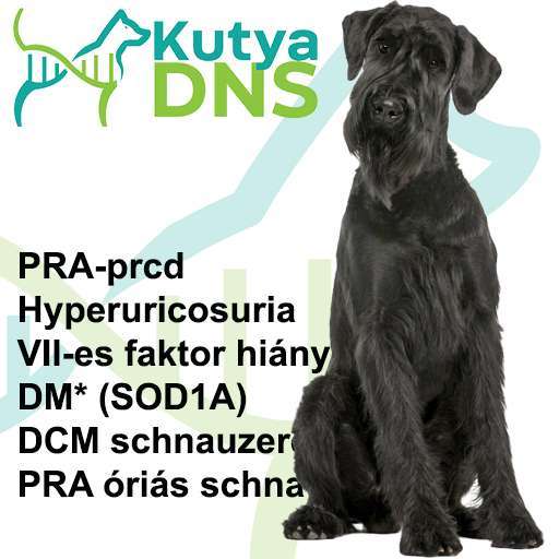 Kombinált - Óriás schnauzer