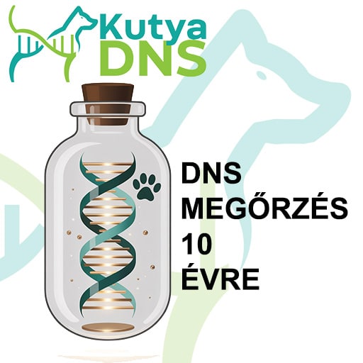 DNS bank