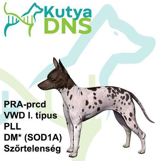 Kombinált - amerikai meztelen terrier