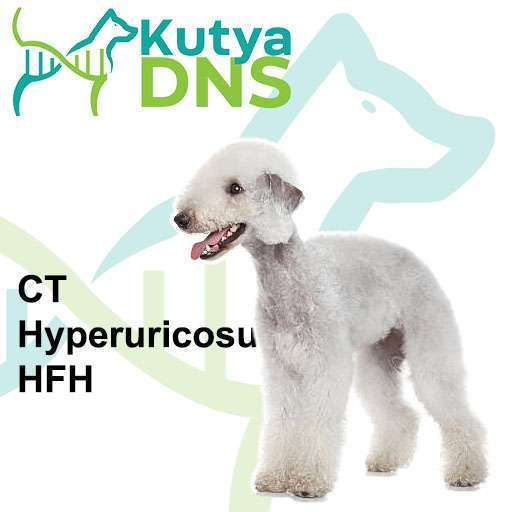 Kombinált - Bedlington terrier