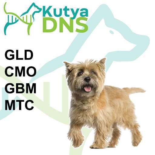 Kombináció - Cairn Terrier