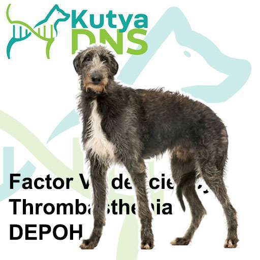 Kombinált - Skót szarvasagár (Deerhound)