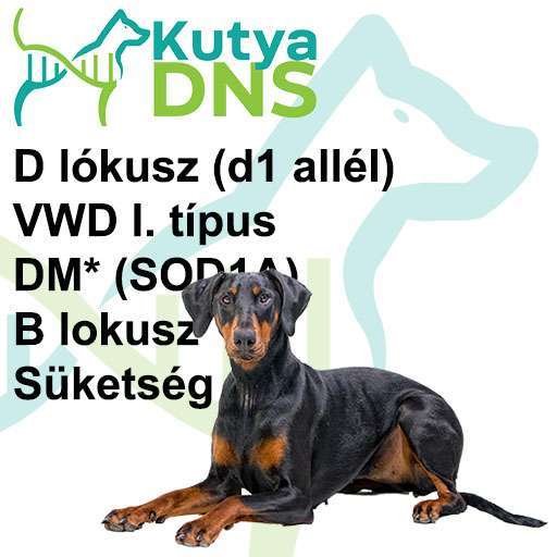 Dobermann - kombináció 1.