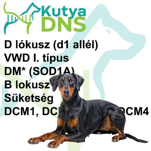 Dobermann - kombináció 2.