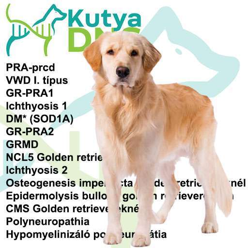 Kombinált 3 – Golden Retriever