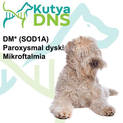 Kombinált - Ír lágyszőrű búzaszínű terrier