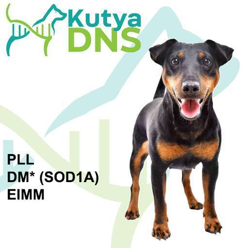 Kombinált - Német vadászterrier (Jagdterrier)