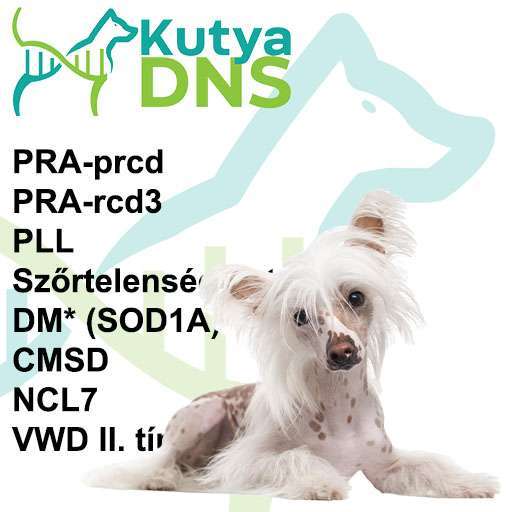 Kombinált - Kínai meztelen kutya