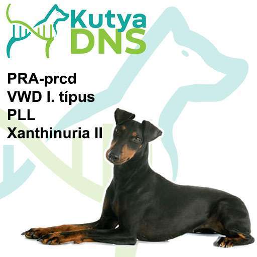 Kombinált Manchester terrier
