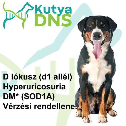 Kombinált - svájci pásztorkutya