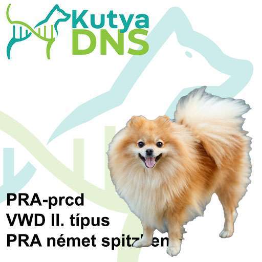 Kombinált - Német spitz