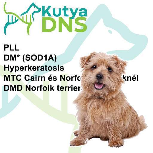 Norfolk terrier kombináció