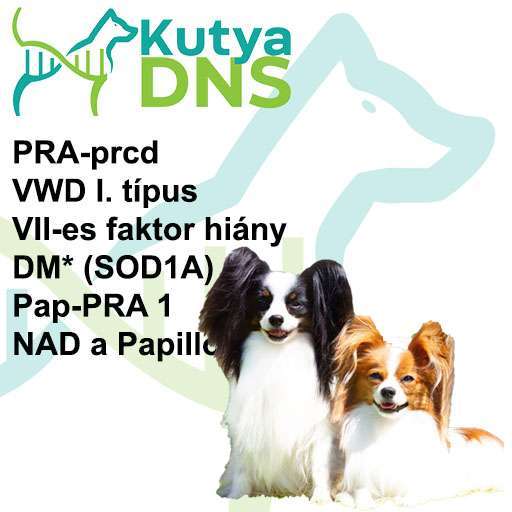 Papillon és Phaléne kombináció