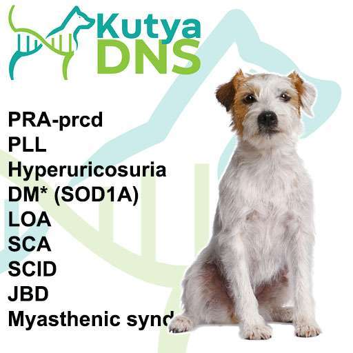 Kombinált - Parson Russell Terrier