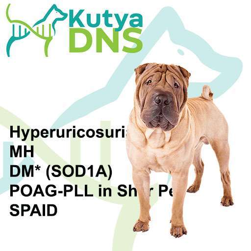 Shar Pei kombinált