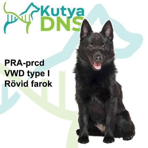 Schipperke kombináció